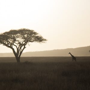 Kenya Wildlife Trails — 9 Days
