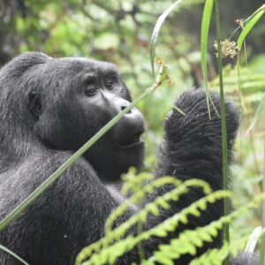 Classic Gorillas in the Mist &mdash; 4 Days