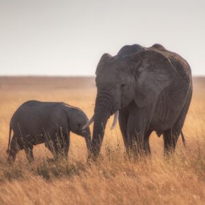 Kenya & Tanzania Migration Safari