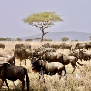 5-Day Budget Tanzania Safari