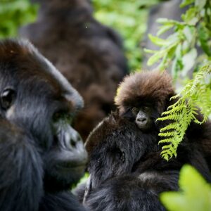 Classic Gorillas in the Mist &mdash; 4 Days