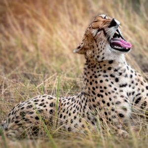 Kenya Wildlife Trails — 9 Days