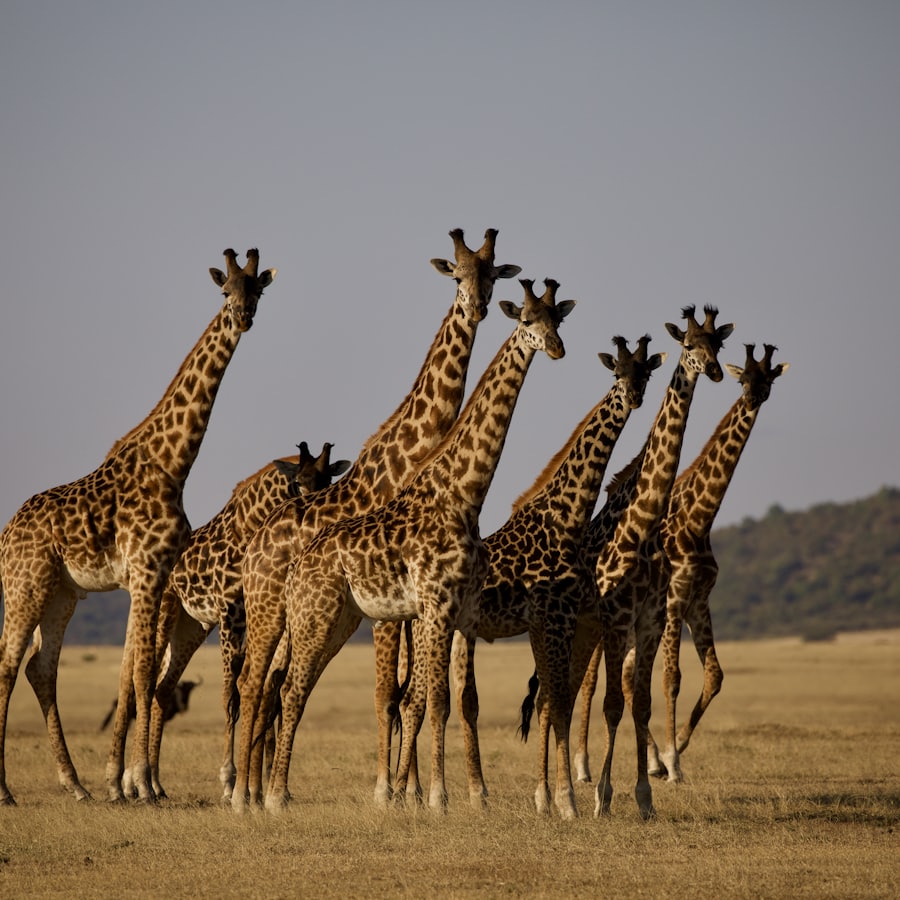 3-Day Tanzania Safari