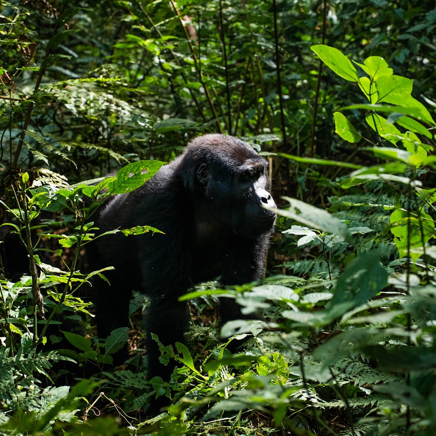 Uganda & Rwanda Gorilla Trekking