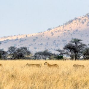 7-Day Serengeti & Ngorongoro Safari